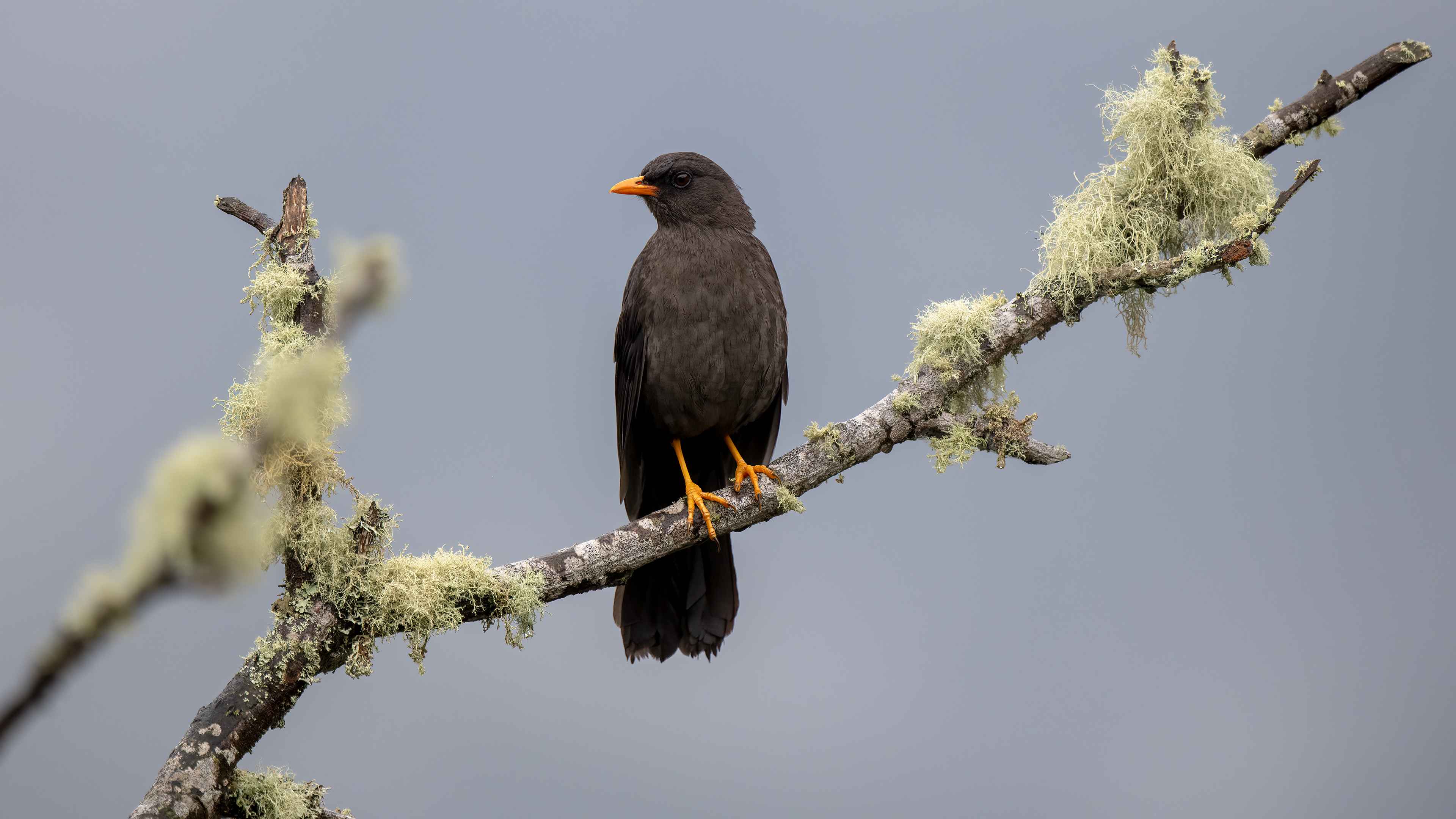 Great Thrush